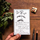 Peg and Awl Specimen Card Notebook